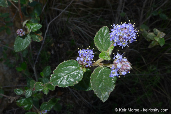 Plancia ëd Ceanothus oliganthus Nutt.