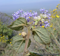 Plancia ëd Ceanothus oliganthus Nutt.