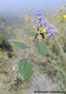 Plancia ëd Ceanothus oliganthus Nutt.