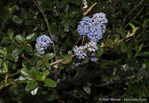 Image of woolyleaf ceanothus