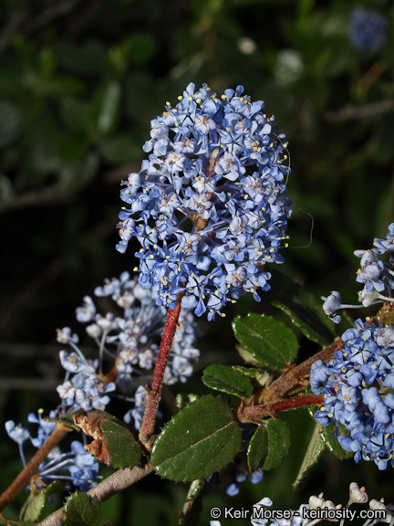 Image of woolyleaf ceanothus