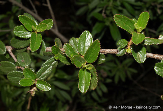 Image of woolyleaf ceanothus