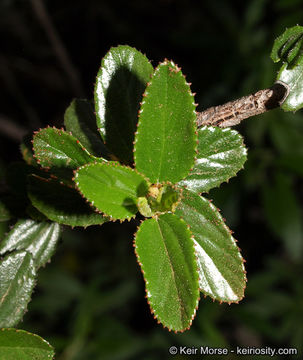 Image of woolyleaf ceanothus