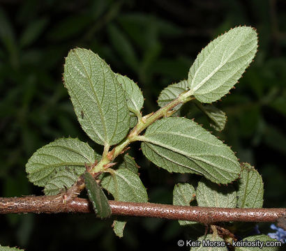 Image of woolyleaf ceanothus