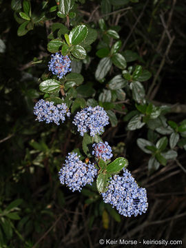 Image of woolyleaf ceanothus