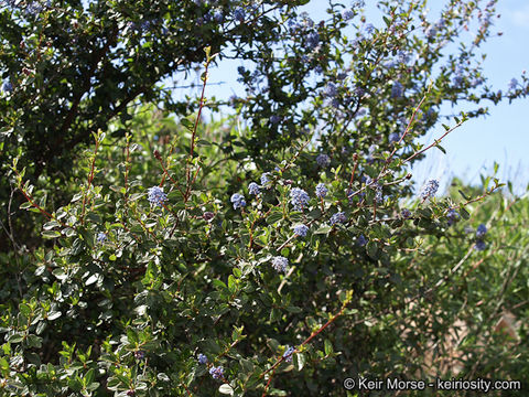 Image of woolyleaf ceanothus