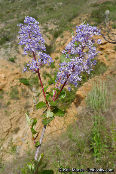 Image of woolyleaf ceanothus