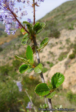 Image of woolyleaf ceanothus