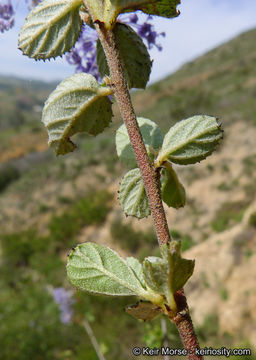 Image of woolyleaf ceanothus