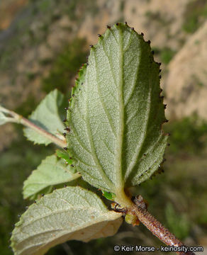 Image of woolyleaf ceanothus