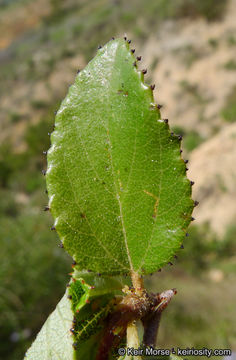 Image of woolyleaf ceanothus