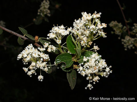 Image of woolyleaf ceanothus