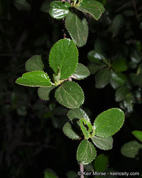 Image of woolyleaf ceanothus