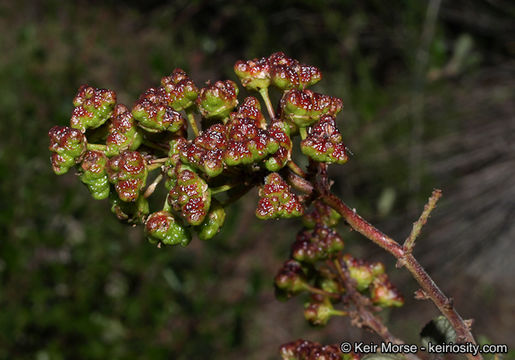 Image of woolyleaf ceanothus