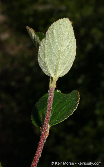 Image of woolyleaf ceanothus