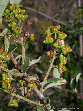 Image of woolyleaf ceanothus