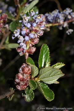 Image of woolyleaf ceanothus