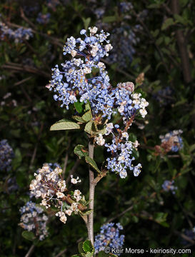 Image of woolyleaf ceanothus