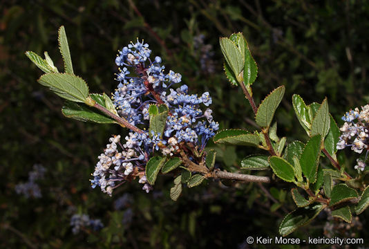 Image of woolyleaf ceanothus