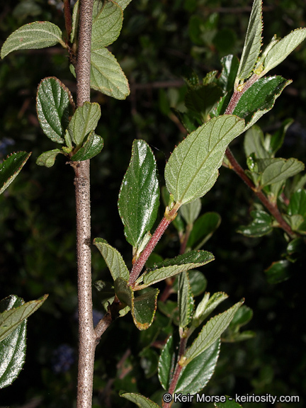 Image of woolyleaf ceanothus