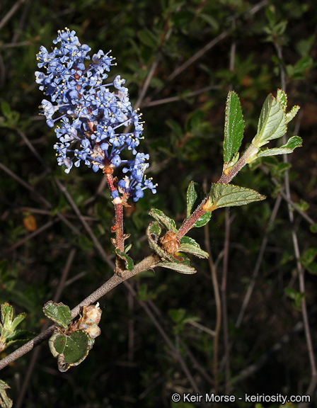 Image of woolyleaf ceanothus