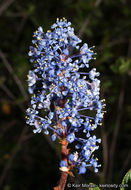 Image of woolyleaf ceanothus