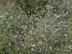 Image of woolyleaf ceanothus