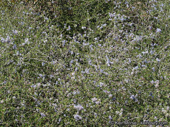 Image of woolyleaf ceanothus