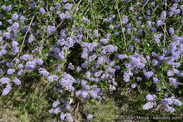 Image of woolyleaf ceanothus