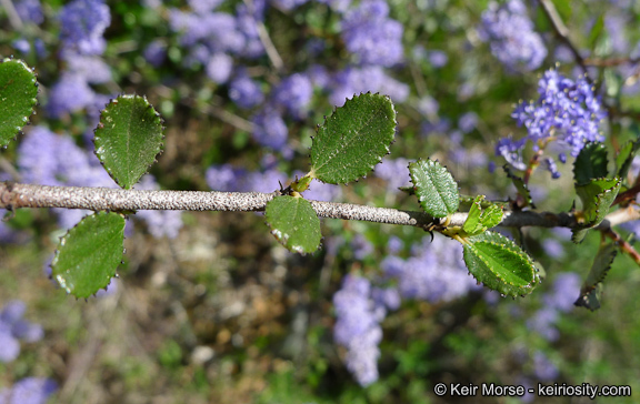 Image of woolyleaf ceanothus