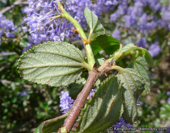 Image of woolyleaf ceanothus