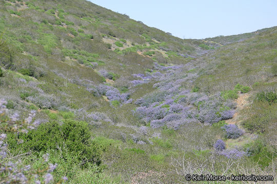 Image of woolyleaf ceanothus