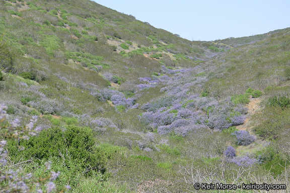 Image of woolyleaf ceanothus