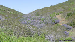 Image of woolyleaf ceanothus