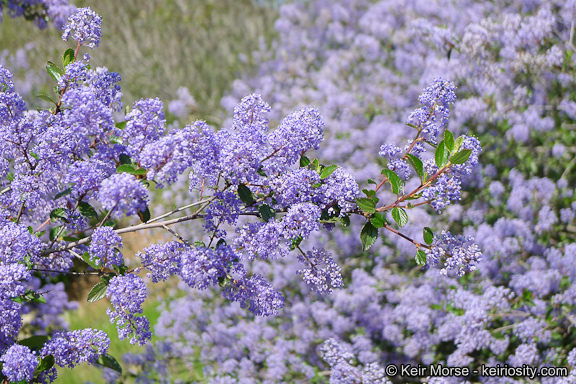 Image of woolyleaf ceanothus