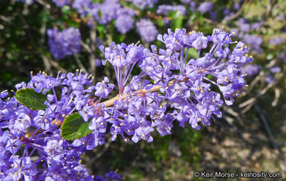 Image of woolyleaf ceanothus