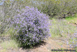 Image of woolyleaf ceanothus