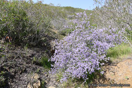 Image of woolyleaf ceanothus