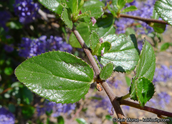 Image of woolyleaf ceanothus