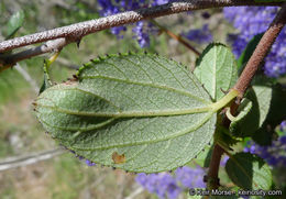 Image of woolyleaf ceanothus