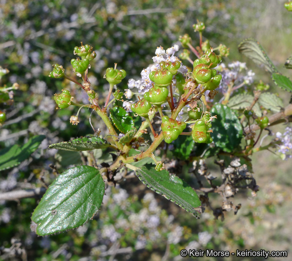 Image of woolyleaf ceanothus