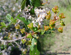 Image of woolyleaf ceanothus