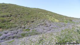 Image of woolyleaf ceanothus