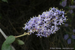 Image of woolyleaf ceanothus