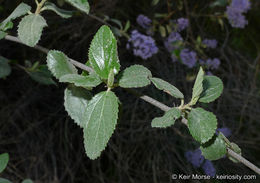 Image of woolyleaf ceanothus