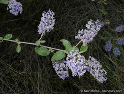 Image of woolyleaf ceanothus