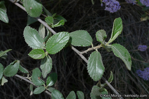 Image of woolyleaf ceanothus