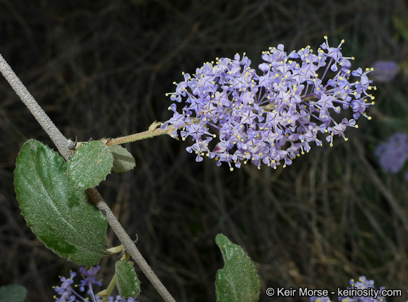 Image of woolyleaf ceanothus