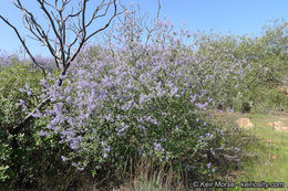 Image of woolyleaf ceanothus