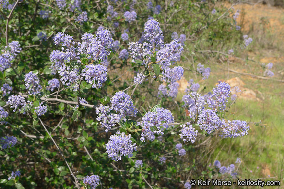 Image of woolyleaf ceanothus